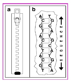 DNA Fingerprinting